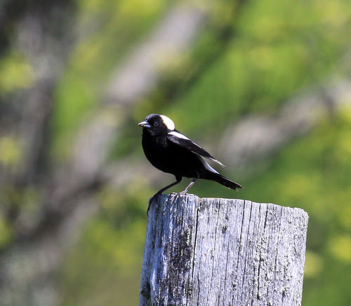 Bobolink