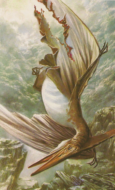 OLIVIER_1981_Pteranodon