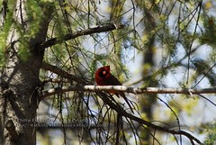 Red Cardinal