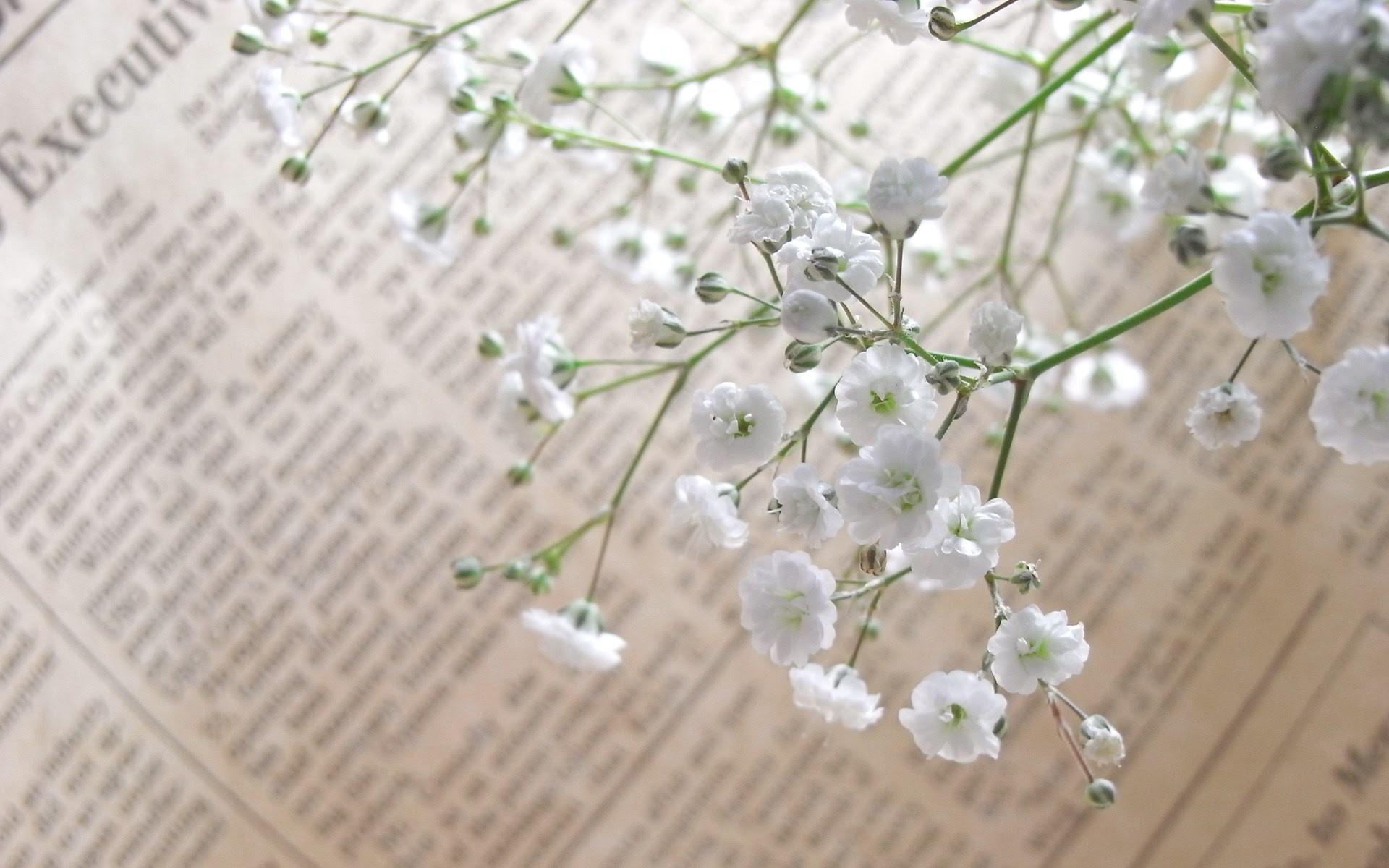 35 かすみ 草 壁紙 無料の新鮮なhdの壁紙