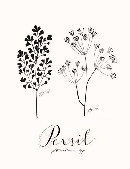 Persil 8.5x11 Collection -Art culinaire-