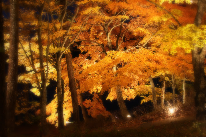 秋 紅葉のフリー写真素材 無料画像126