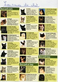 Expose Sur Les Chats Le Petit Saint Vincent