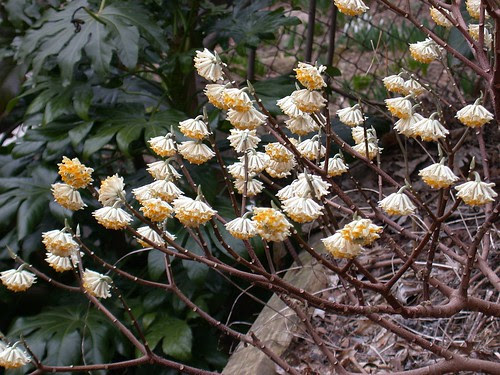 Edgeworthia chrysantha