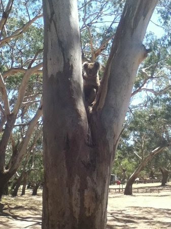 Bimbi Park - Camping Under Koalas (Cape Otway, Great Otway)