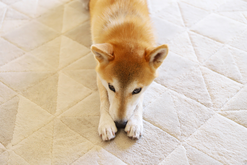 犬に口輪を付けるのは虐待じゃない いざという時のために練習を 我が家の柴犬図鑑