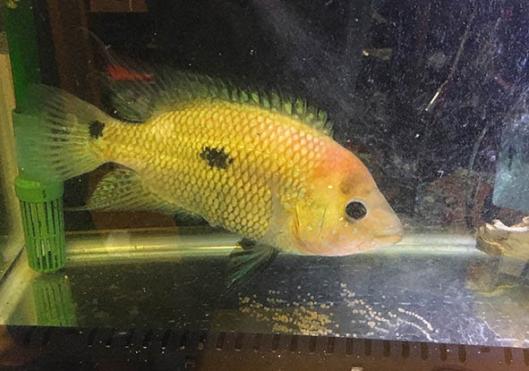 サウスアメリカン シクリッド飼育 ただ キャンプと釣りがやりたいんです