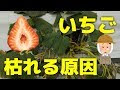 70以上 苺 葉 枯れる 332914-苺 葉 枯れる