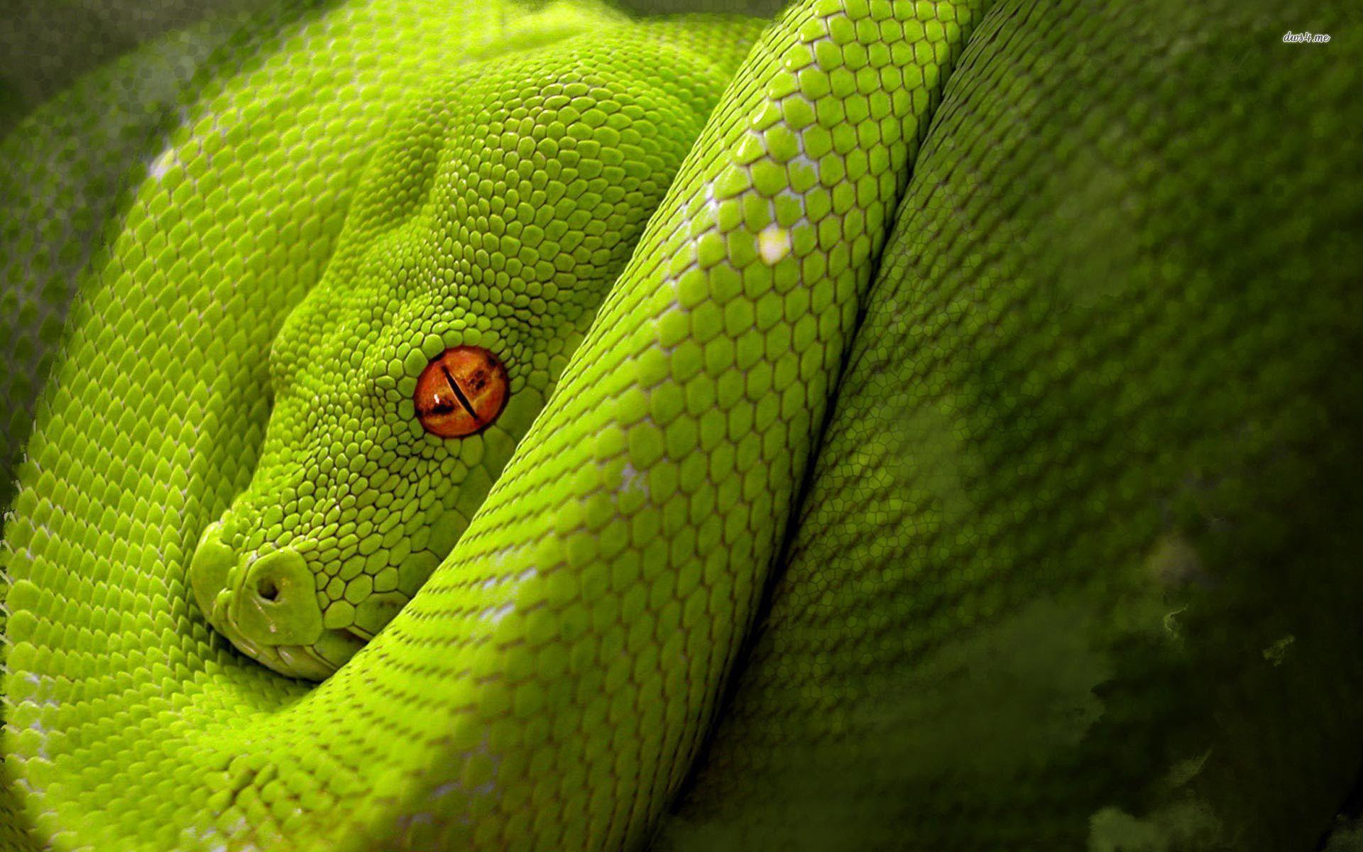 Cool Snake Backgrounds Wallpaper Cave Cool Snake Backgrounds Wallpaper Cave