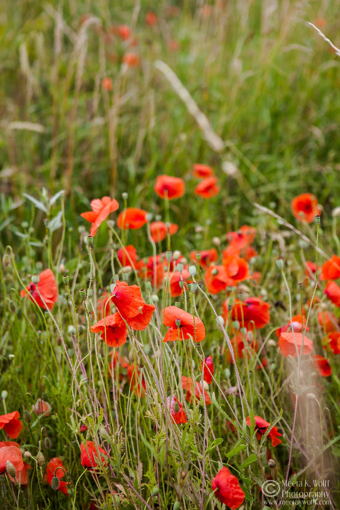 Poppy Freedom