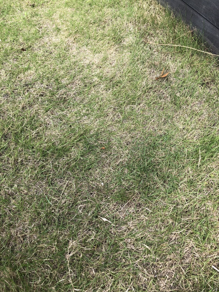 芝はお手入れしないとどうなる Clumjure Garden Design Office