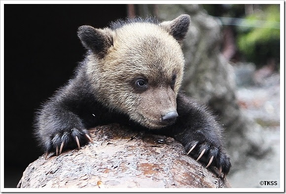 ヒグマの子熊 のぼりべつクマ牧場 Annex Of Tk Sports Shooting