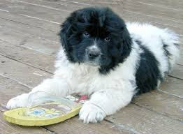 the Landseer Newfoundland