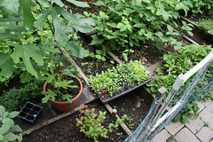 fall seedlings 005