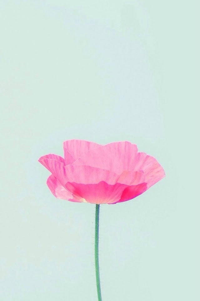 Wallpaper Iphone用壁紙27枚 14 07 08 花 木 Bitzedge