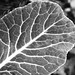 COLLARD LEAF TEXTURE B&W