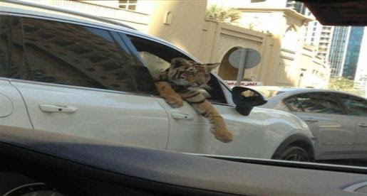 بالصور : وحدها مفترسات الخليج تعيش حياة الرفاهية