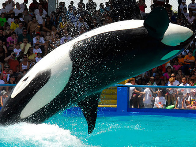 Miami Seaquarium criticizes 'fringe group' for orca campaign - wptv.com
