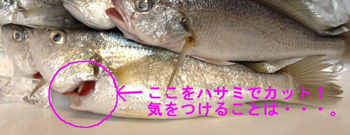 釣行記補足２ イシモチの血抜きと身の色 食味について 手漕ぎボートでまっしぐら
