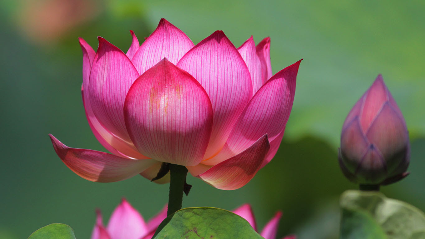 要法寺 蓮の花の壁紙 ワイドスクリーンサイズ Free Will 楽天ブログ