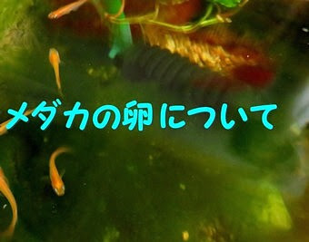 メダカが卵を産み付けない メダカの卵見つけ方 メダカの卵取り方 パピネンの小鳥エコ倶楽部