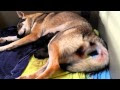 Les 200+ meilleures loup blanc yeux bleu bebe 227600-Chien loup blanc yeux bleu bebe