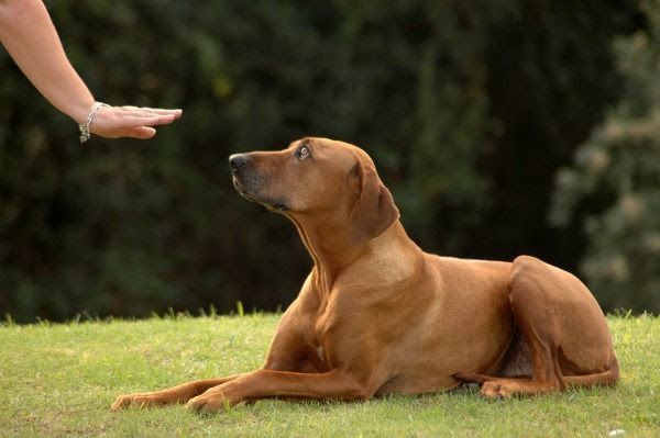 Let's Talk Basics: How to Hire a Dog Trainer | Dogster