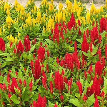 ケイトウの育て方 ヤサシイエンゲイ