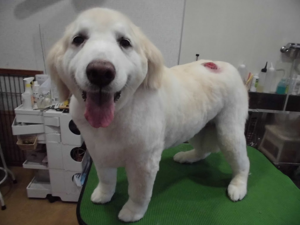 ゴールデンレトリバー ｄｏｇ ｓａｌｏｎ ｍｉｌｃａ