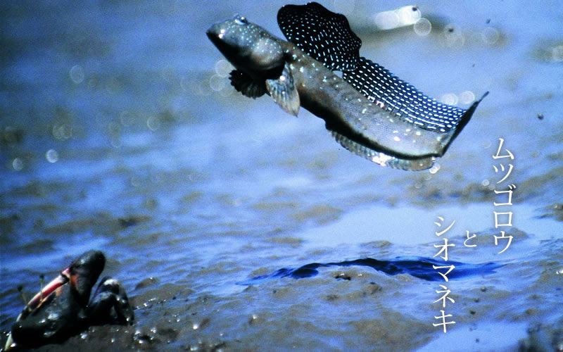 ムツゴロウとシオマネキ Mudskipper Siomaneki オギナビ 小城市観光協会