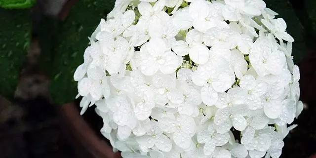 在六月 遇見紫陽花 Ifuun