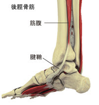 歩くとくるぶしの内側が痛い かかとをつくと激痛が走る足の痛み すき間