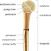 Long Bone Diagram - Bones | Deviche Designs / The resorption phase lasts as long as the lifespan of the osteoclast which is around 8 to 10 days.