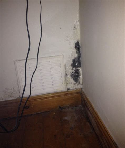 acremonium mold   home