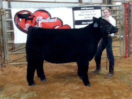 2012 Champion & Reserve Steer