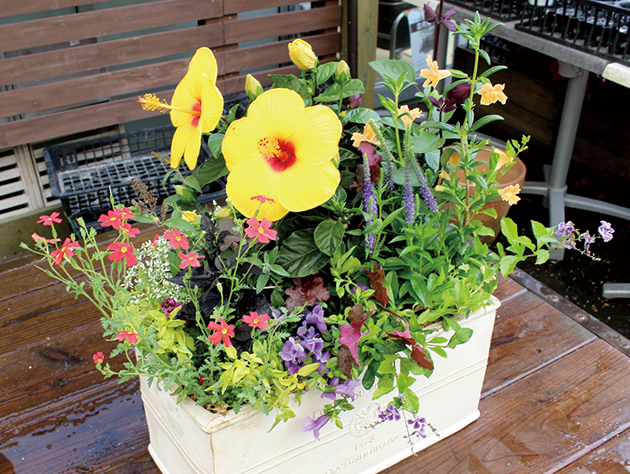 今日から始める ボタニカルライフ センスが光る寄せ植え 夏の庭に彩り編 Living和歌山