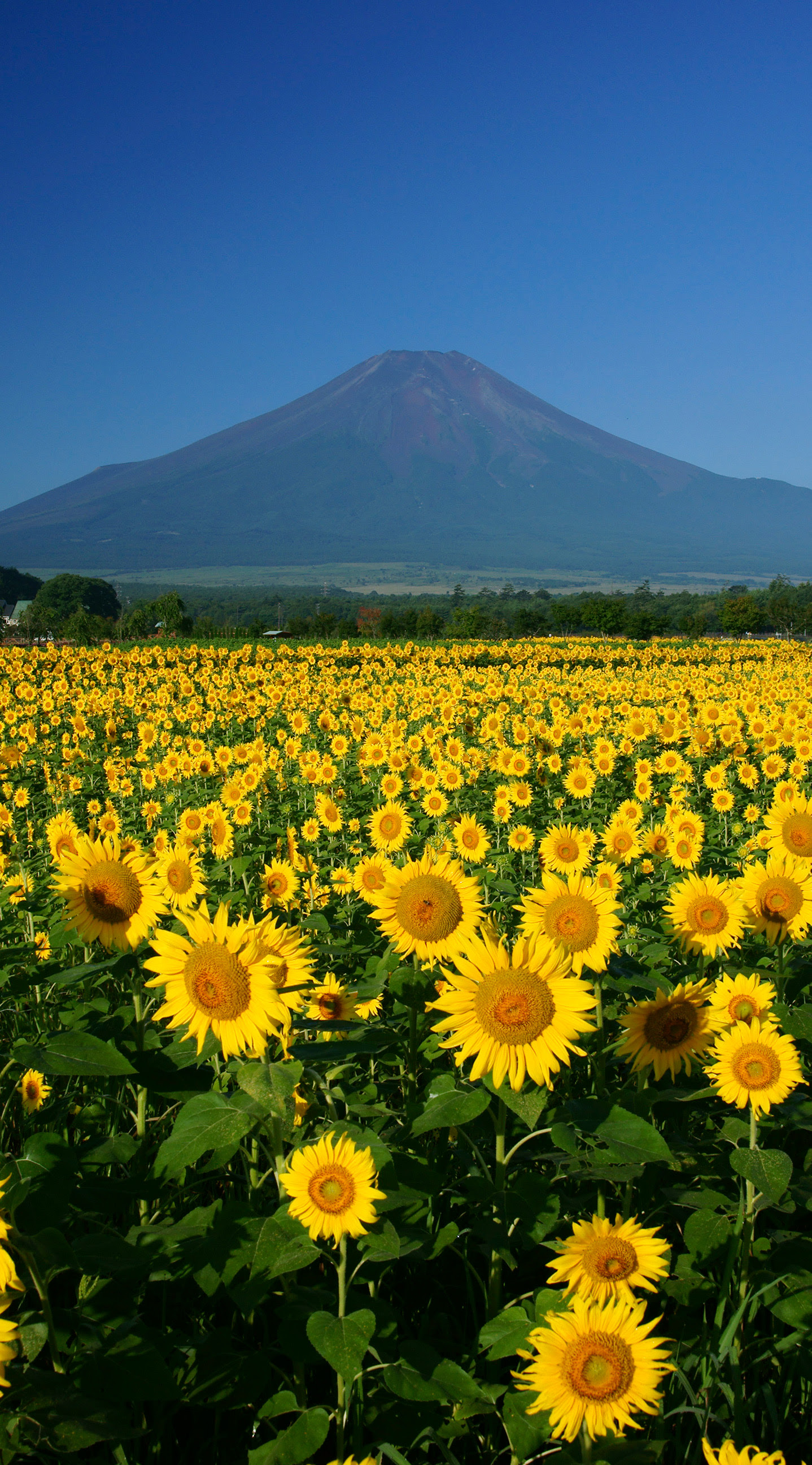富士山 Iphone壁紙タウン