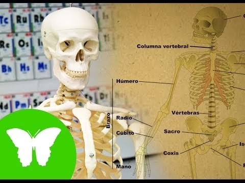 EL APARATO LOCOMOTOR