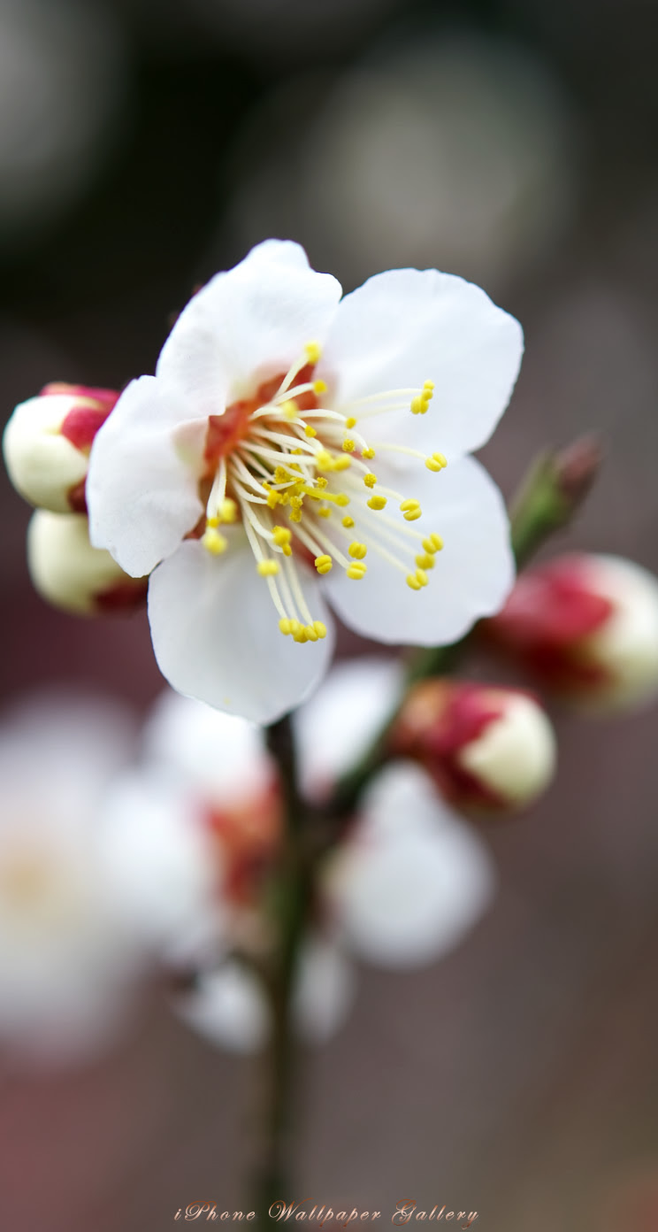 Iphone5 壁紙館 庭の花 梅 1 Iphone Wallpaper Flower