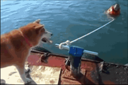 悪の犬 犬のしつけ に役立つブログ
