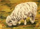 'Wool in the Rough'