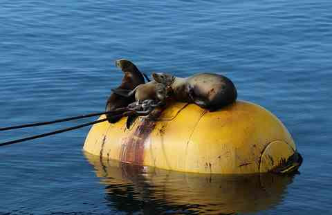 魚へん 毛 魹 海水魚の種類と釣り方