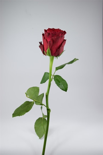 バラ ロードス 赤 1本170円 10本 花言葉 季節の花の卸販売 フラワーギャラリー