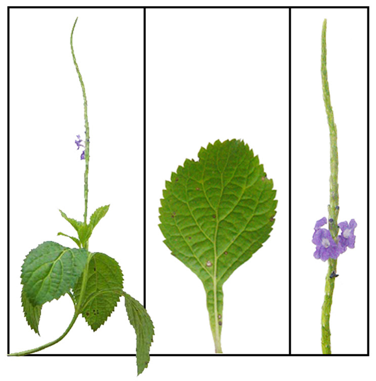 Kandikandilaan Stachytarpheta Jamaicensis Linn Bastard Vervain Philippine Herbal Therapy Philippine Alternative Medicine