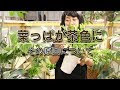 [ベスト] 観葉 植物 黄色く なる 764253