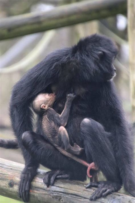 Testo e significato della canzone. Extraordinary Video of Birth of Endangered Spider Monkey