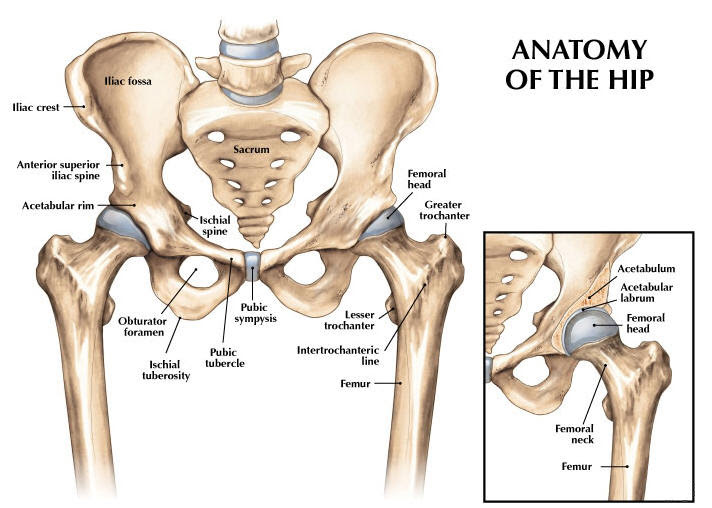 Hips Archives ~ Back to Health Wellness Centre