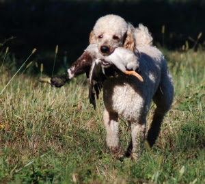 http://www.redhuntingpoodles.com/images/testimonialpicture.jpg