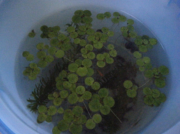 メダカの水換え メンマgarden