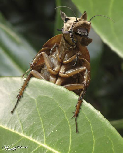 Horse Bug Photoshop image